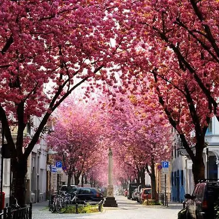 Daire Downtown